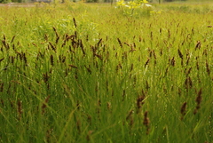 Carex sartwellii