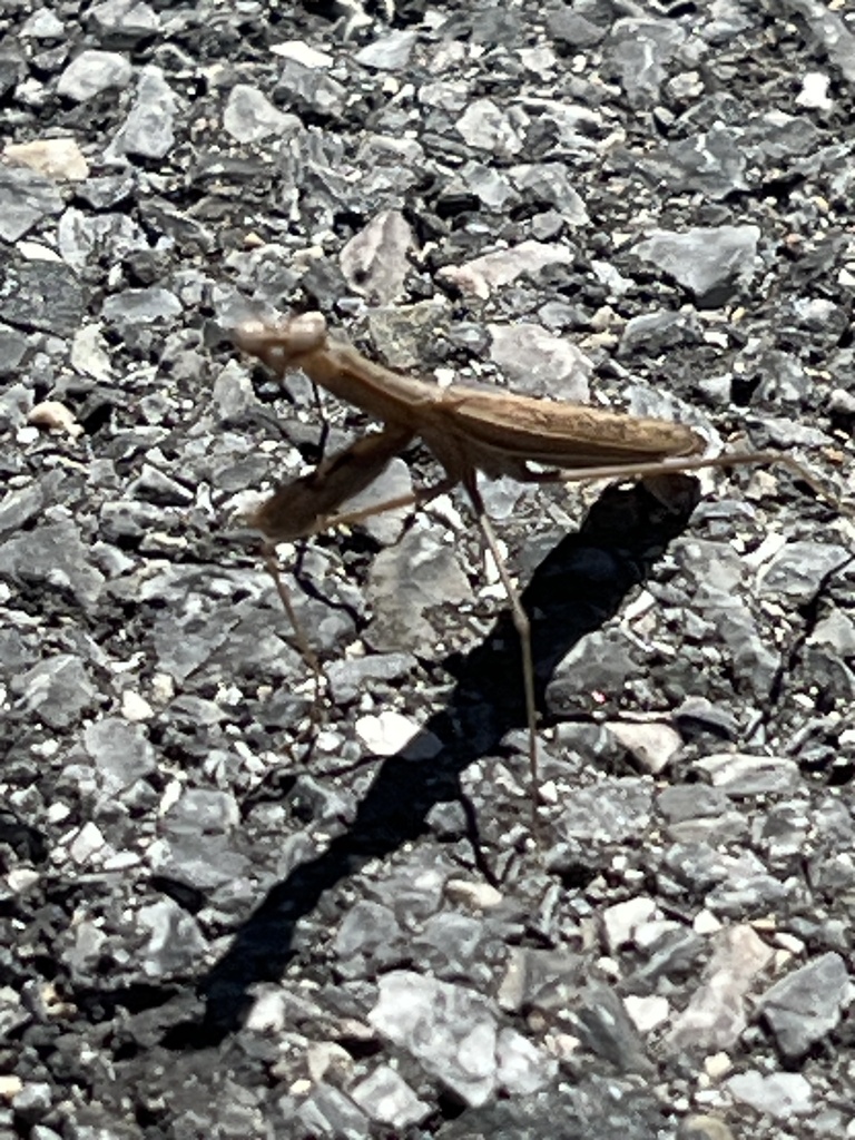 Asian Jumping Mantis