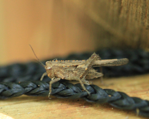 Puiggaria antennata