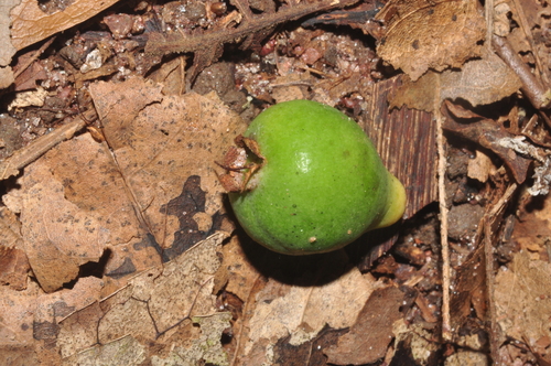 Psidium nutans
