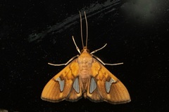 Nosophora
