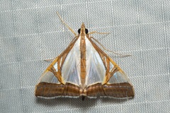 Agrioglypta eurytusalis