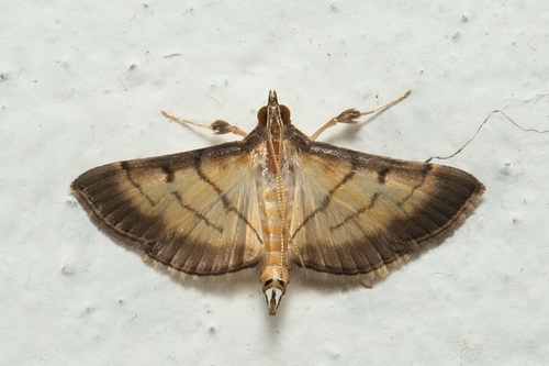 Cnaphalocrocis patnalis · iNaturalist