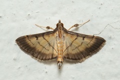 Cnaphalocrocis patnalis