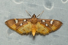 Cotachena
