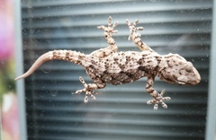 Tarentola mauritanica