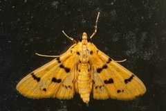 Dichocrocis