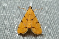 Dichocrocis