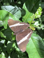 Siproeta epaphus trayja