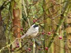 Periparus ater