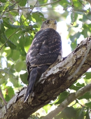 Accipiter chilensis