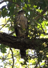 Accipiter chilensis