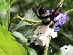 Epicadus heterogaster