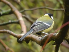 Parus major