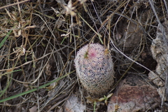 Echinocereus pectinatus rutowiorum