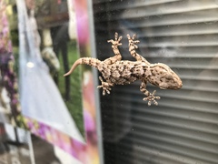 Tarentola mauritanica