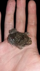 Physalaemus nattereri