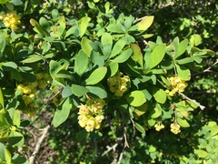 Berberis × ottawensis