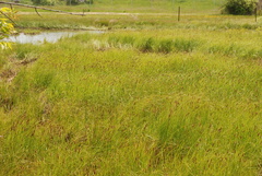 Carex sartwellii