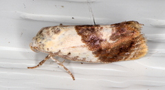 Hypertropha chlaenota