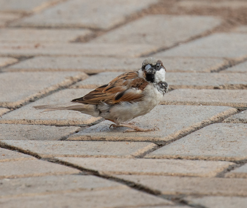 House Sparrow