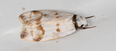 Chezala brachypepla