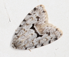 Thallarcha macilenta