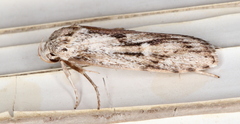 Cryptophasa phycidoides