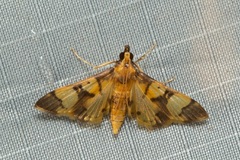 Orphanostigma