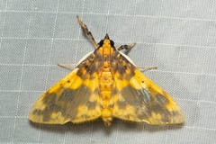 Pachynoa thoosalis
