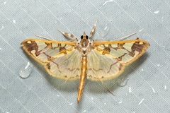 Polythlipta divaricata