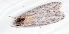 Phloeograptis obliquata