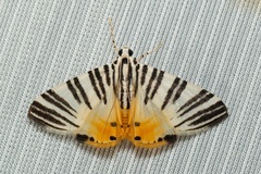 Pycnarmon