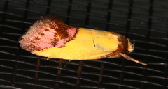 Chrysonoma