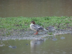 Mergus merganser