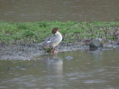 Mergus merganser