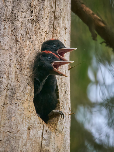 Picamaderos negro (Dryocopus martius)