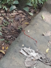 Micrurus dumerilii colombianus