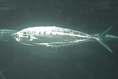 Scomberoides tol