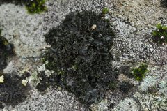 Leptochidium albociliatum