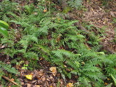 Asplenium lamprophyllum
