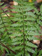 Asplenium lamprophyllum