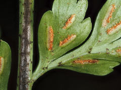 Asplenium lamprophyllum