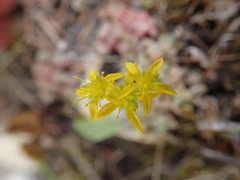 Sedum borschii