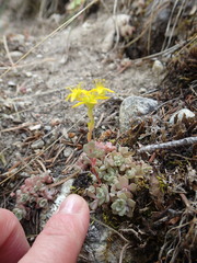 Sedum borschii