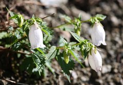 Campanula punctata hondoensis