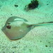 Round Rays - Photo (c) Richard Ling, some rights reserved (CC BY-NC-ND)