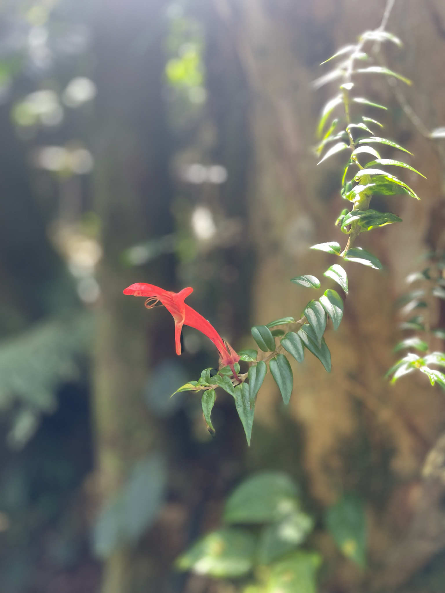 Columnea tenuis