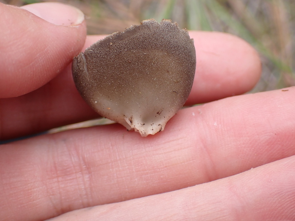Dissingia sp. 'PNW02'