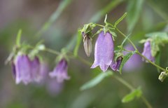 Campanula punctata hondoensis